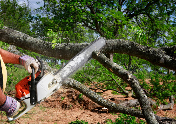 Reliable Braidwood, IL Tree Services Solutions